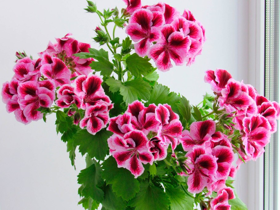 Королевская пеларгония 'Aldwyck'