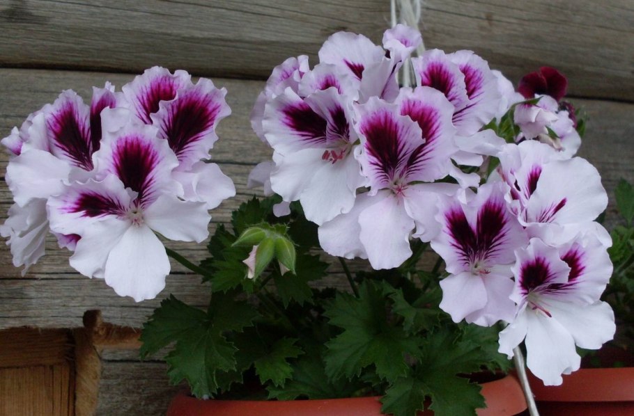 Плющевидная герань