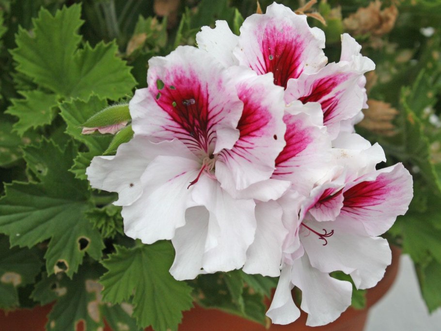 Пеларгония грандифлора