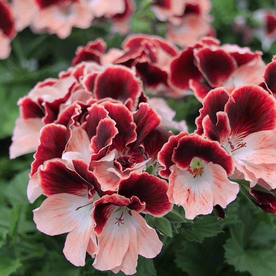 Пеларгония Королевская Элеганс