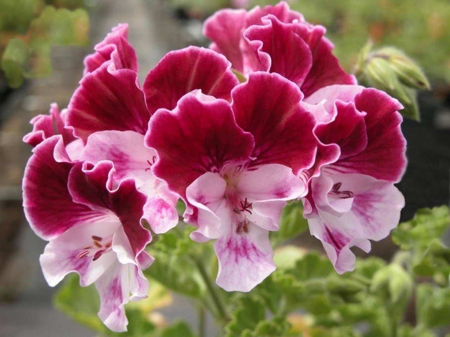 Ампельная Королевская герань