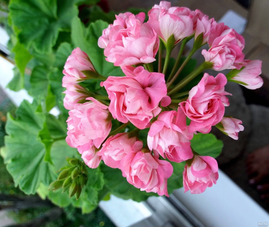 Тюльпановидная пеларгония махровая