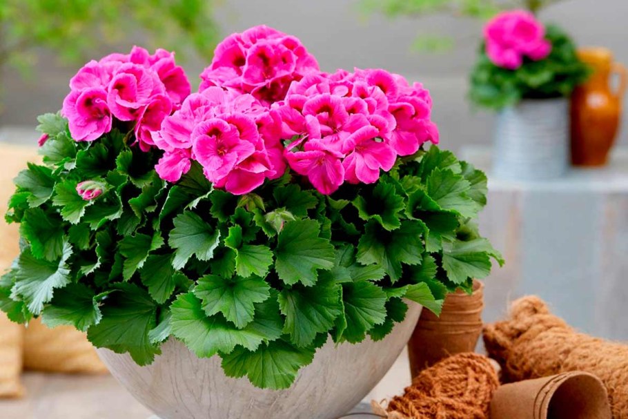 Пеларгония грандифлора