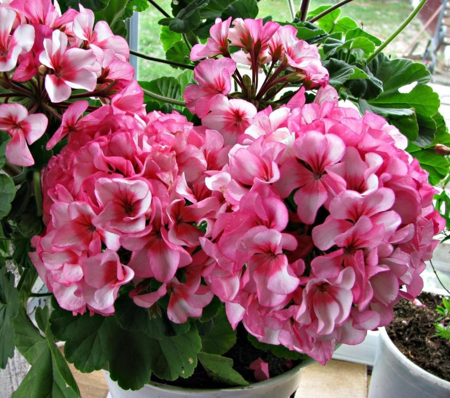 Пеларгония Маверик звезда