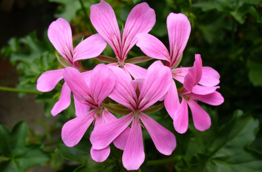 Цветок Королевская пеларгония