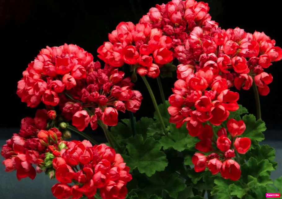 Пеларгония ред Пандора тюльпановидная