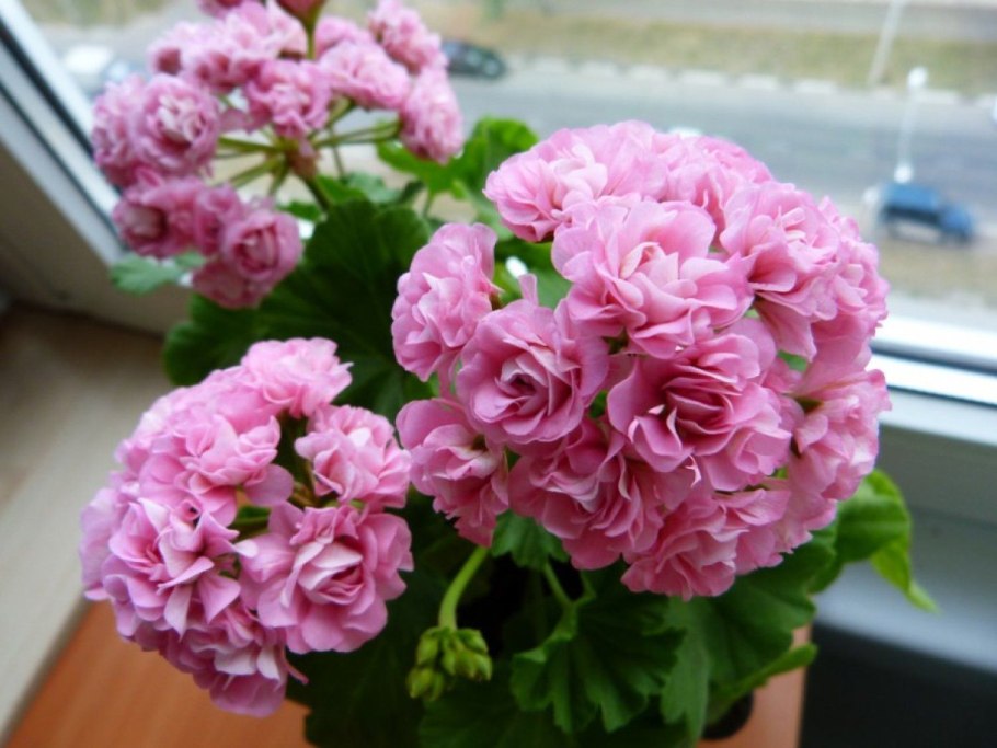 Пеларгония розебудная махровая