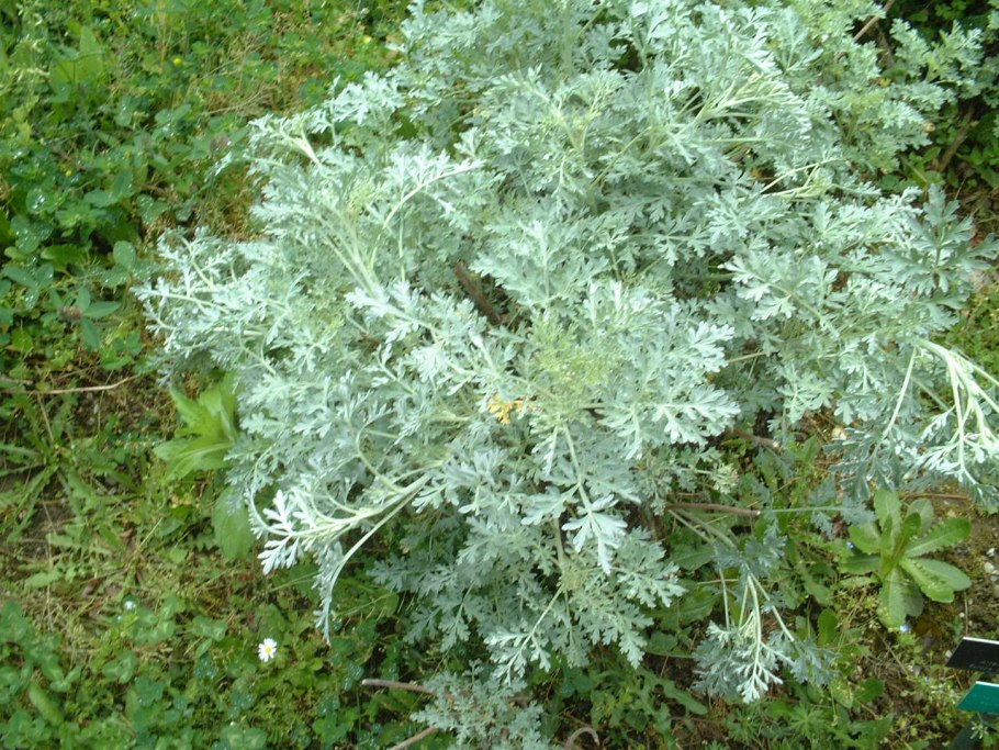 Артикул Artemisia 06