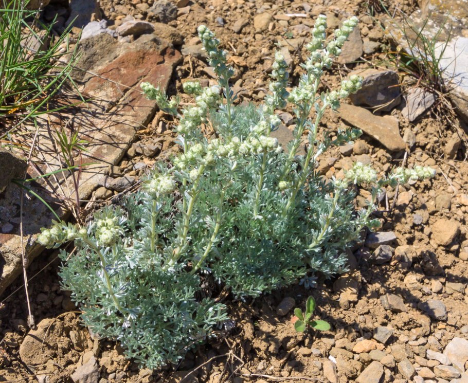 Травы Иркутской области