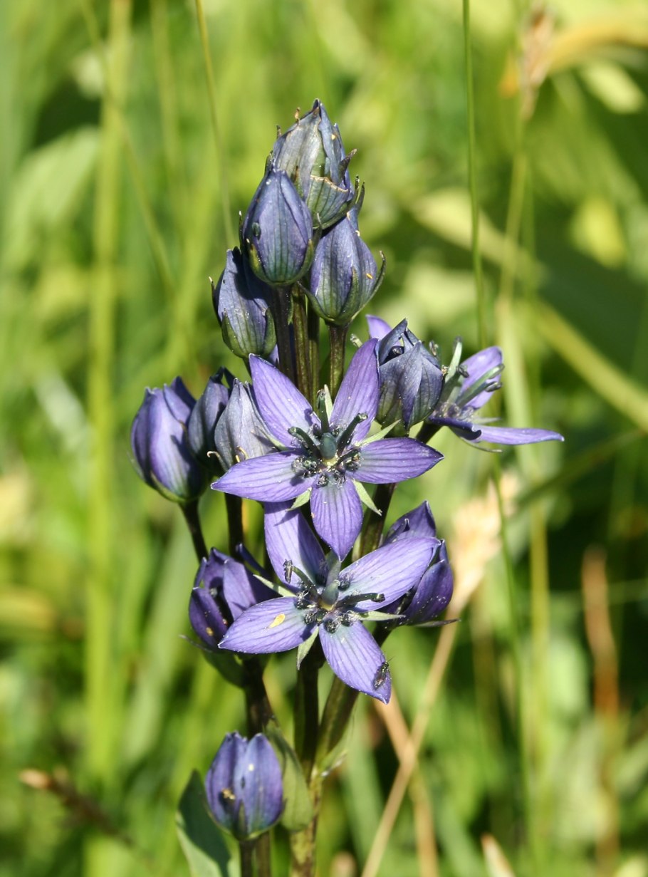 Байкальский заповедник Сверция Байкальская