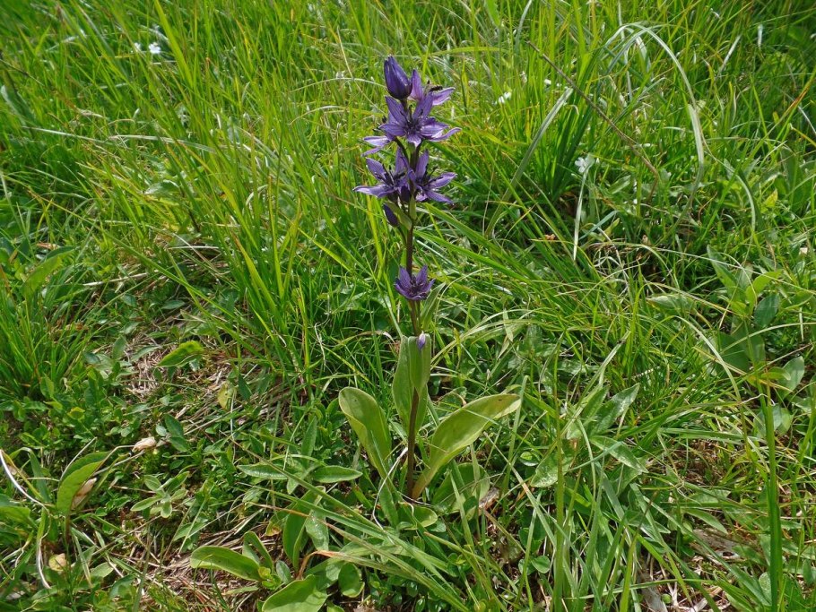 Баргузинский заповедник Сверция Байкальская