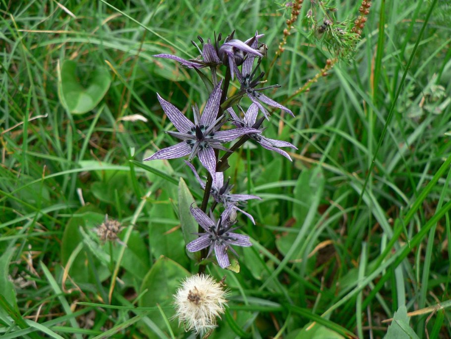 Syn. Swertia: Radiata