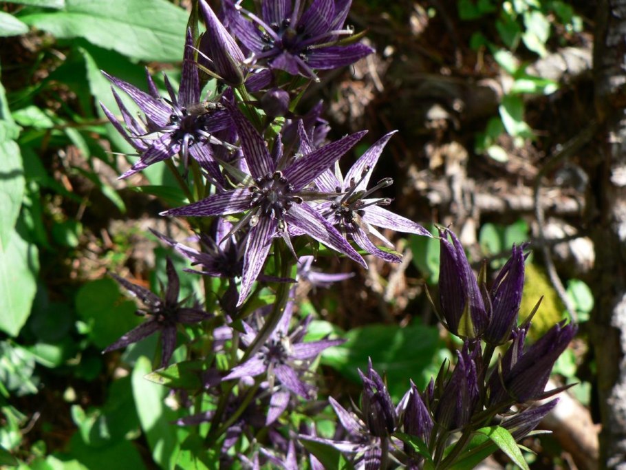 Сверция Чирата