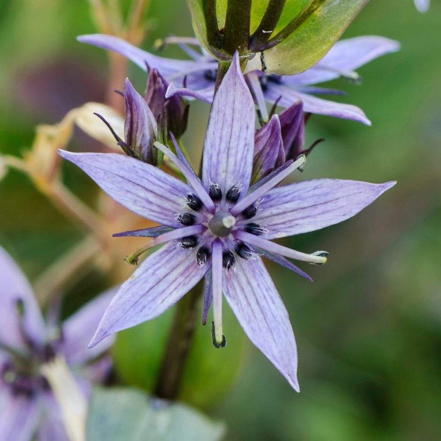 Байкальский заповедник Сверция Байкальская