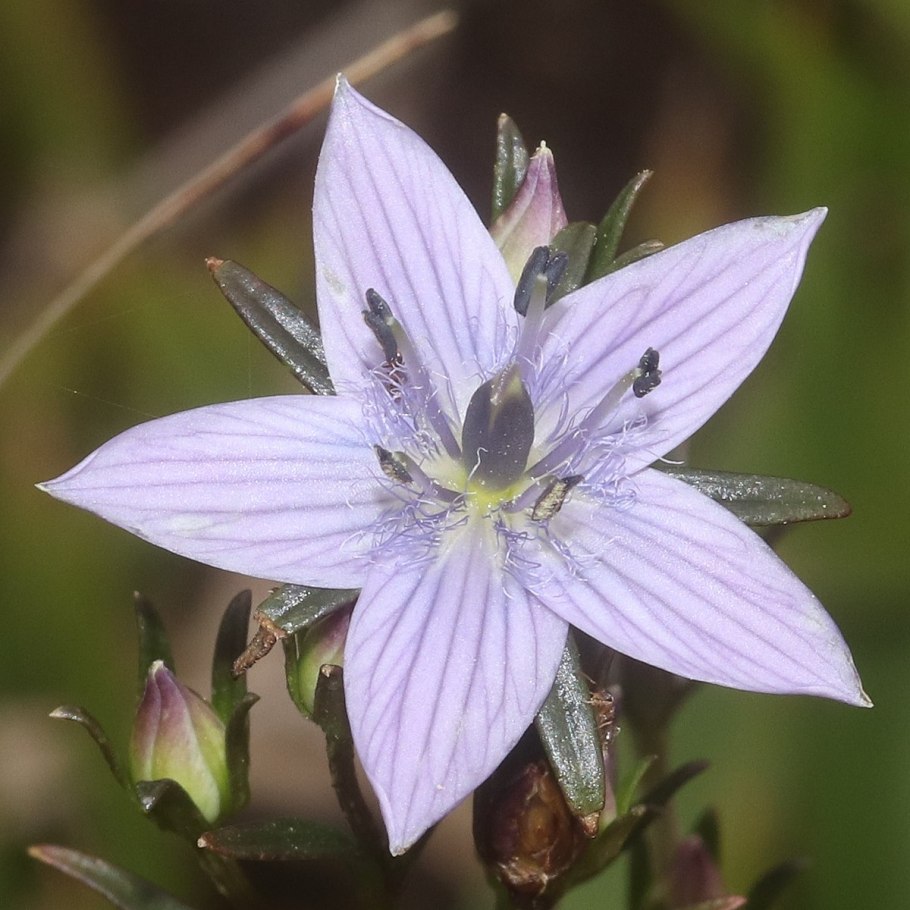 Сверция Сибирская Байкальский заповедник