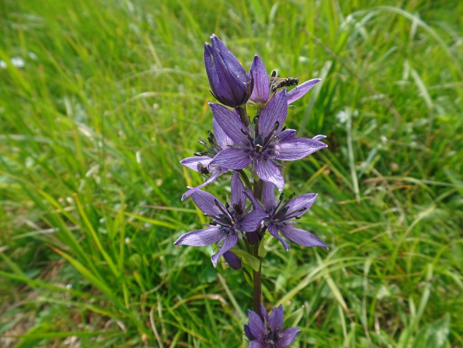 Сверция Байкальская