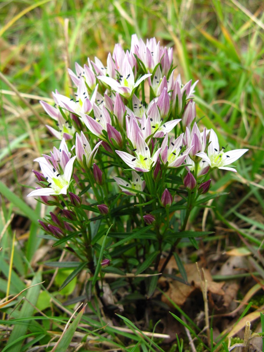 Swertia pseudochinensis растение Забайкалье