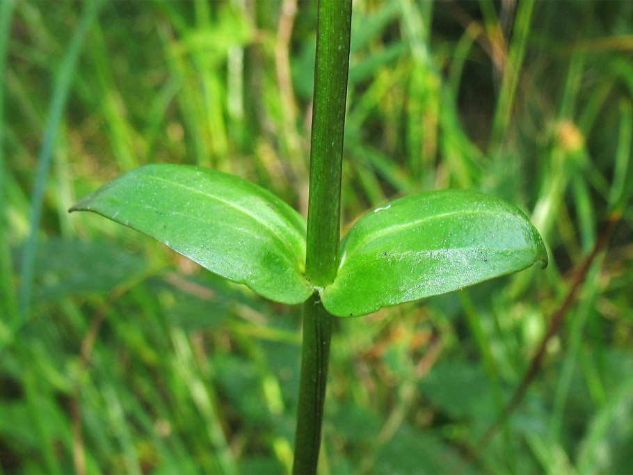 Сверция выращивание из семян