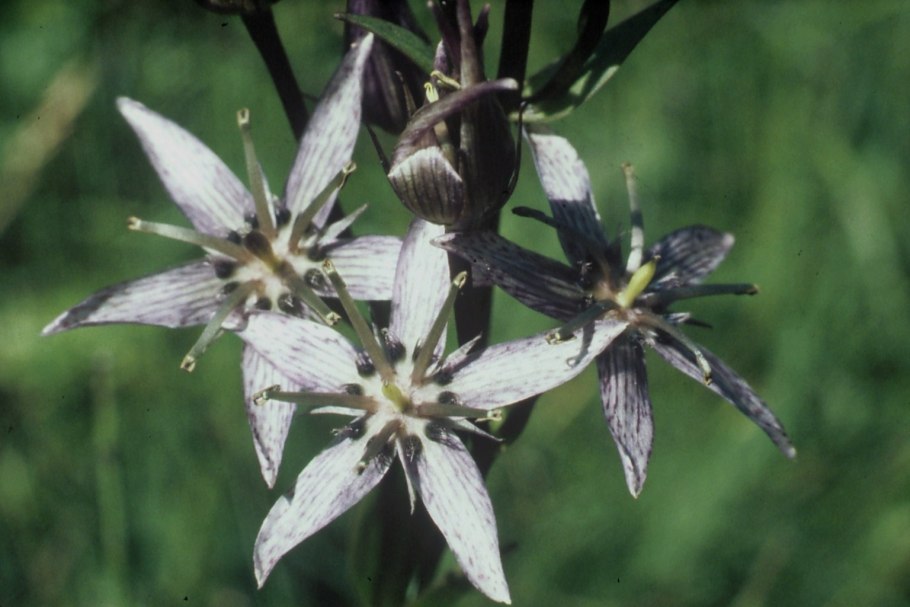 Сверция произрастающая в Забайкалье