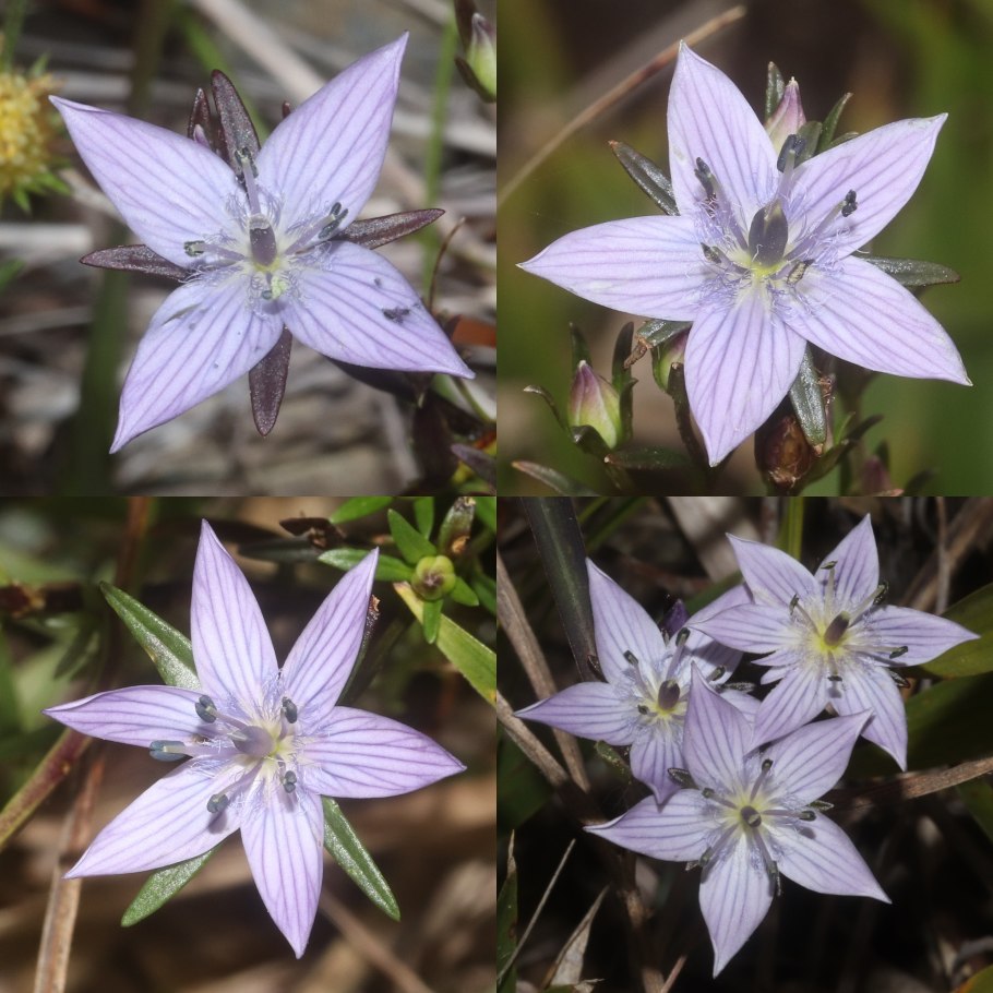 Сверция многолетняя красная