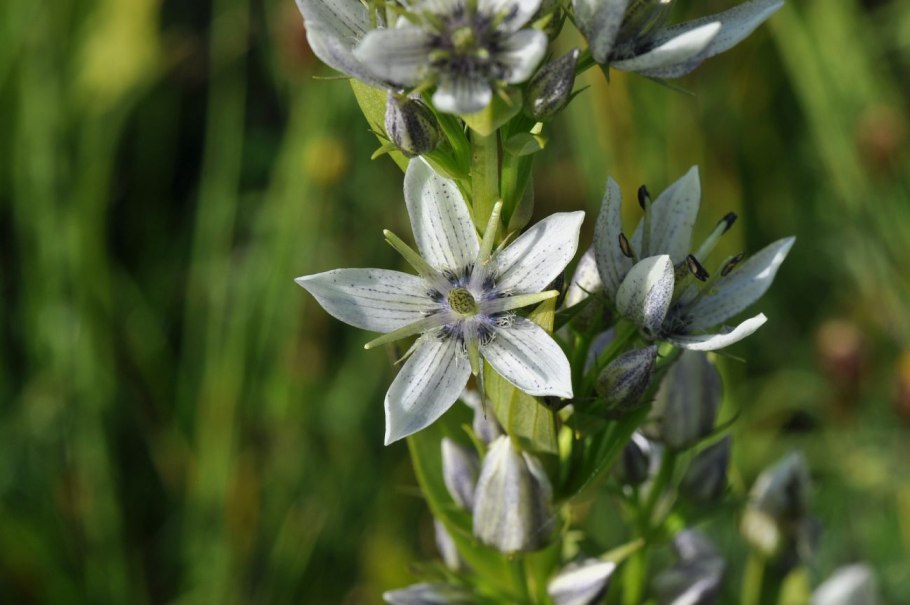 Syn. Swertia: Radiata