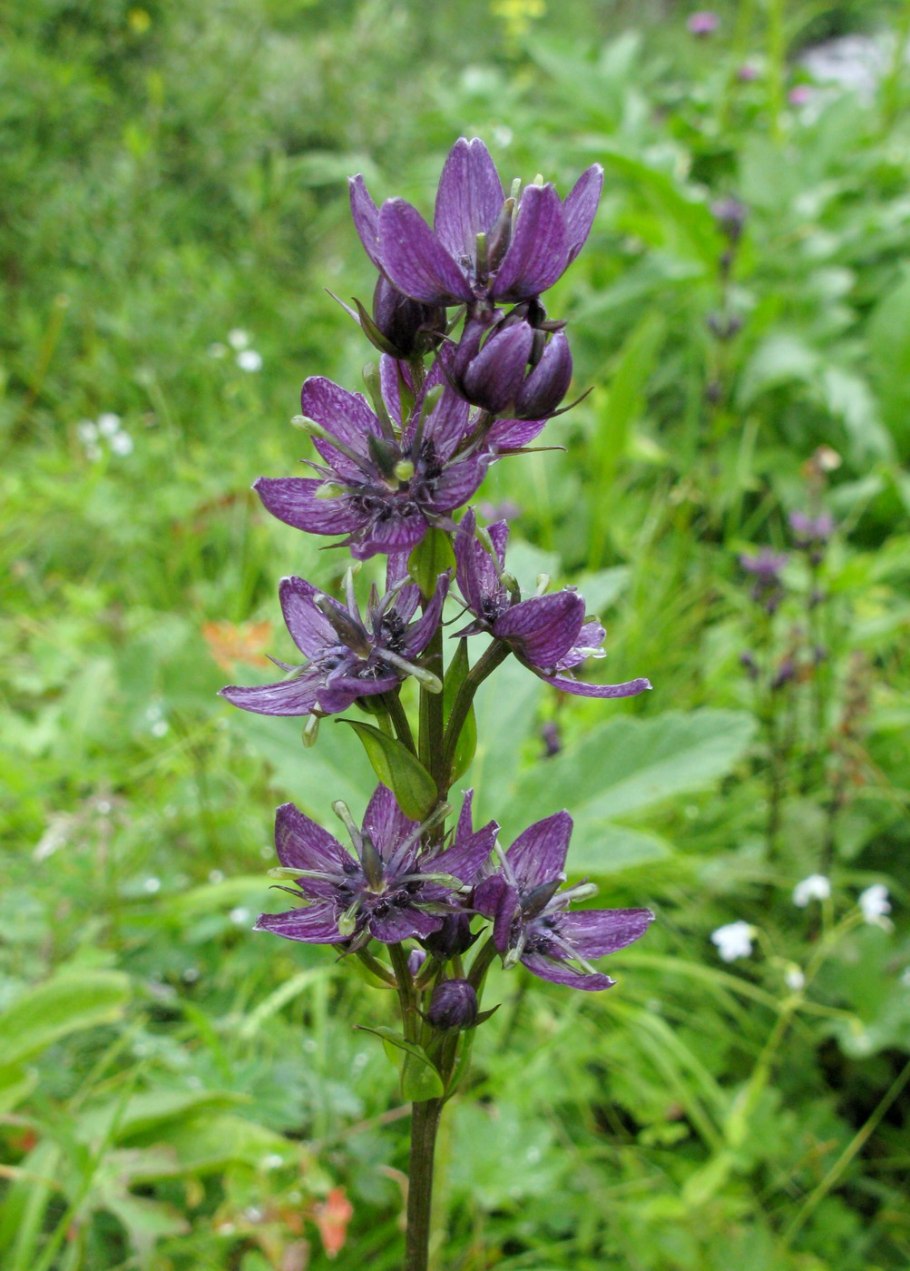 Сверция Кинга