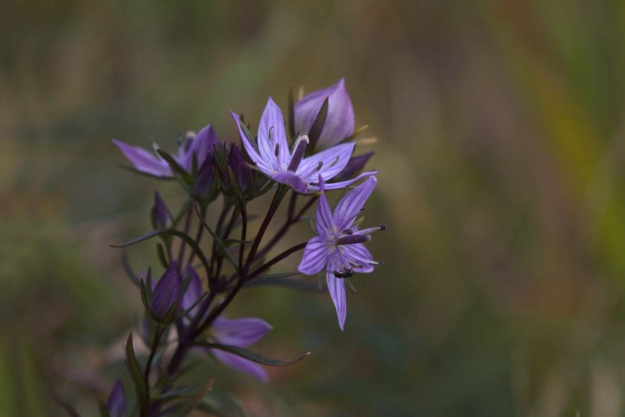 Сверция Байкальская Swertia Baicalensis