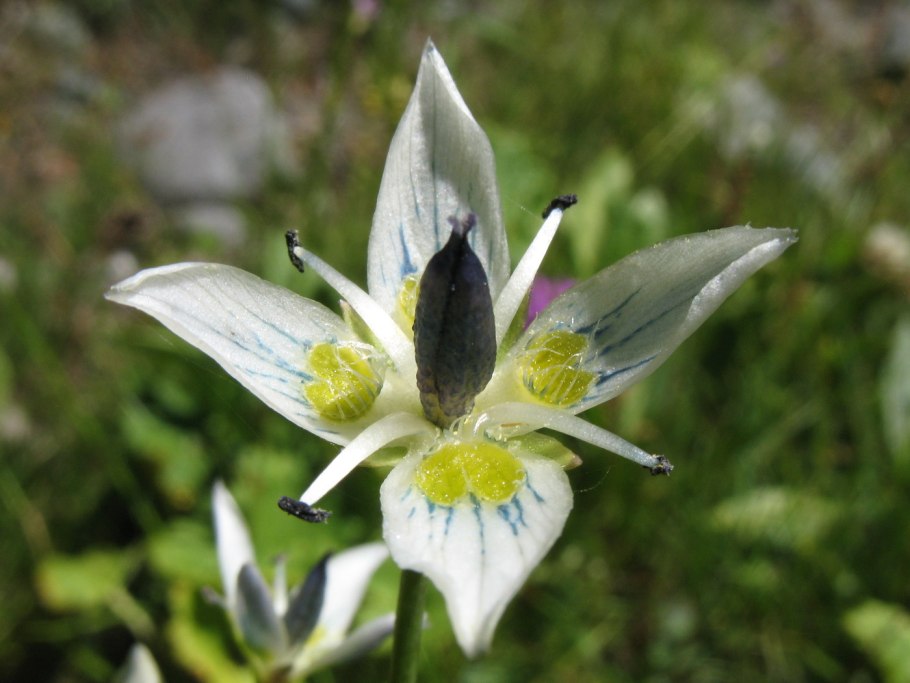 Ломатогониум колесовидный