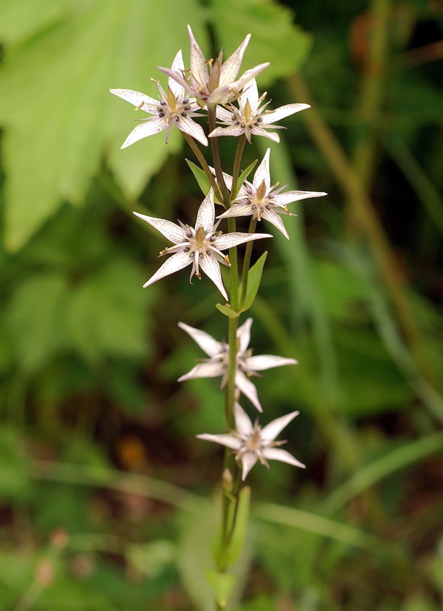 Swertia пронзеннолистная s.speciosa