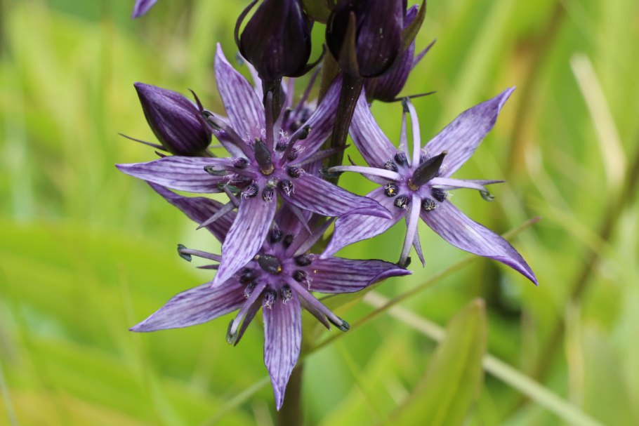 Сверция Байкальская 25 февраля 2015 многомамка