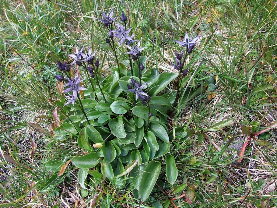 Сверция Байкальская