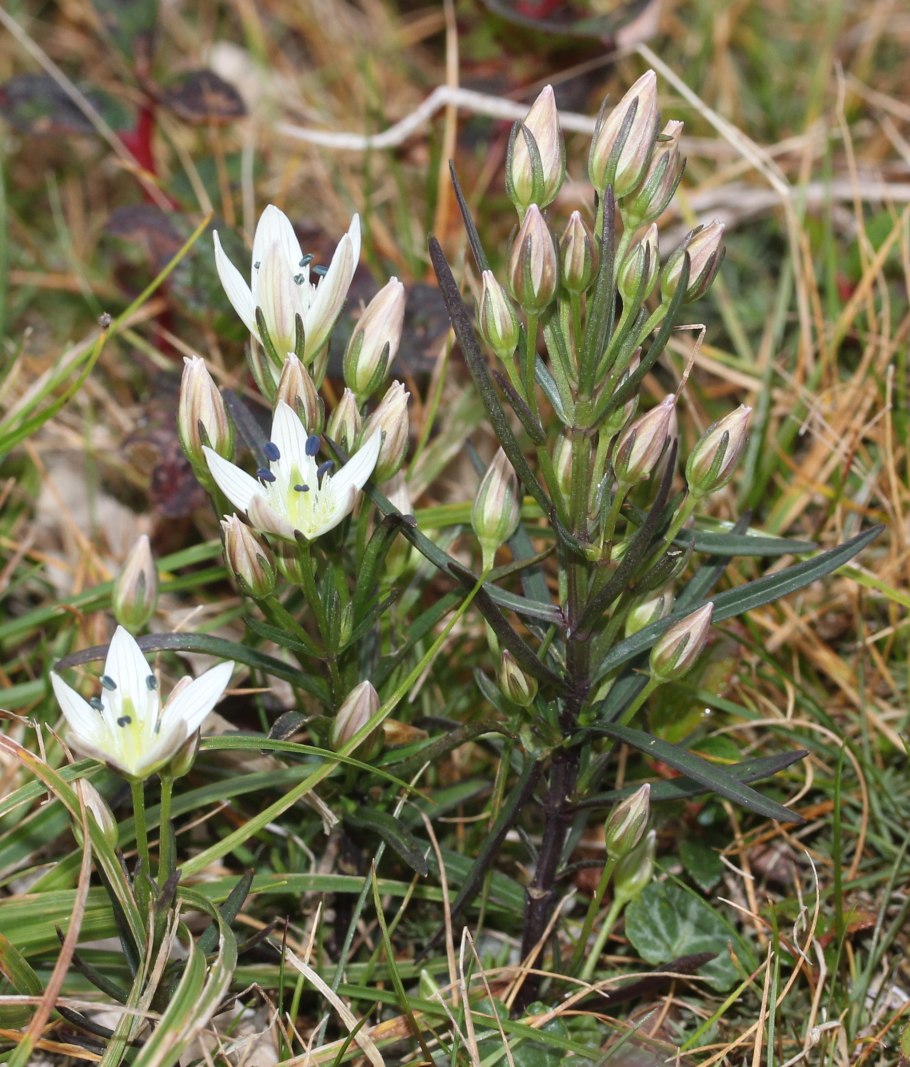 Сверция Кинга