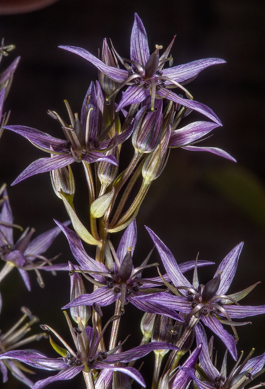 Сверция Чирата