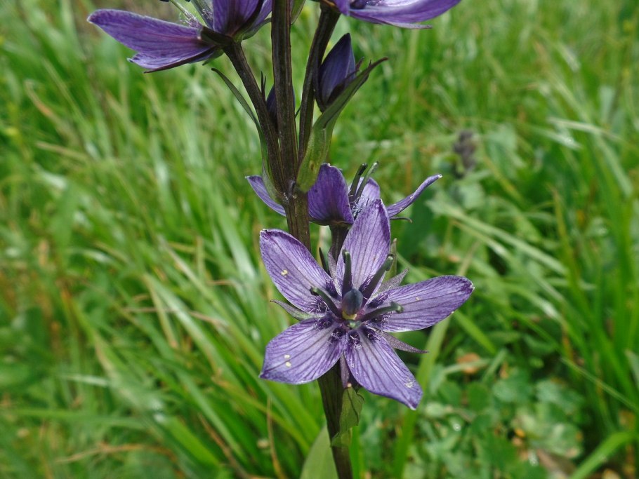 Сверция Чирата