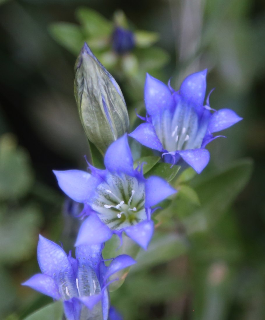 Горечавка gentiana septemfida