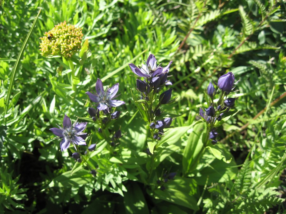 Сверция Кинга