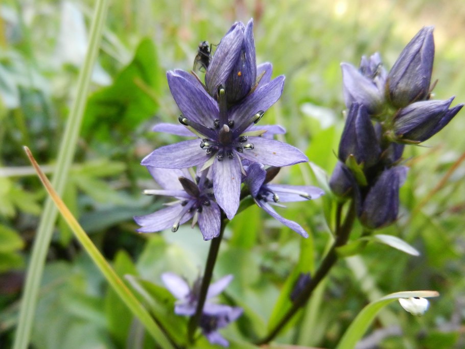 Баргузинский заповедник Сверция Байкальская