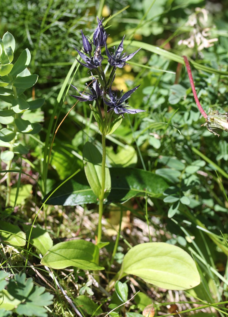 Горечавка крестообразная
