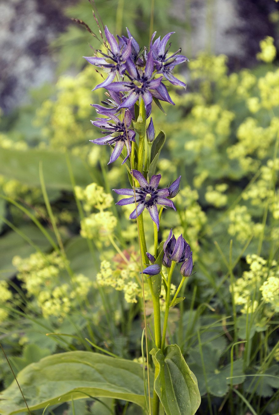 Сверция Грузинская