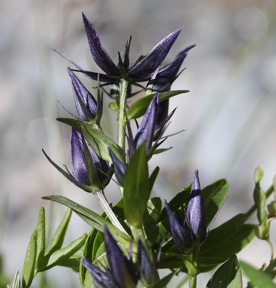 Сверция Балтийская растение