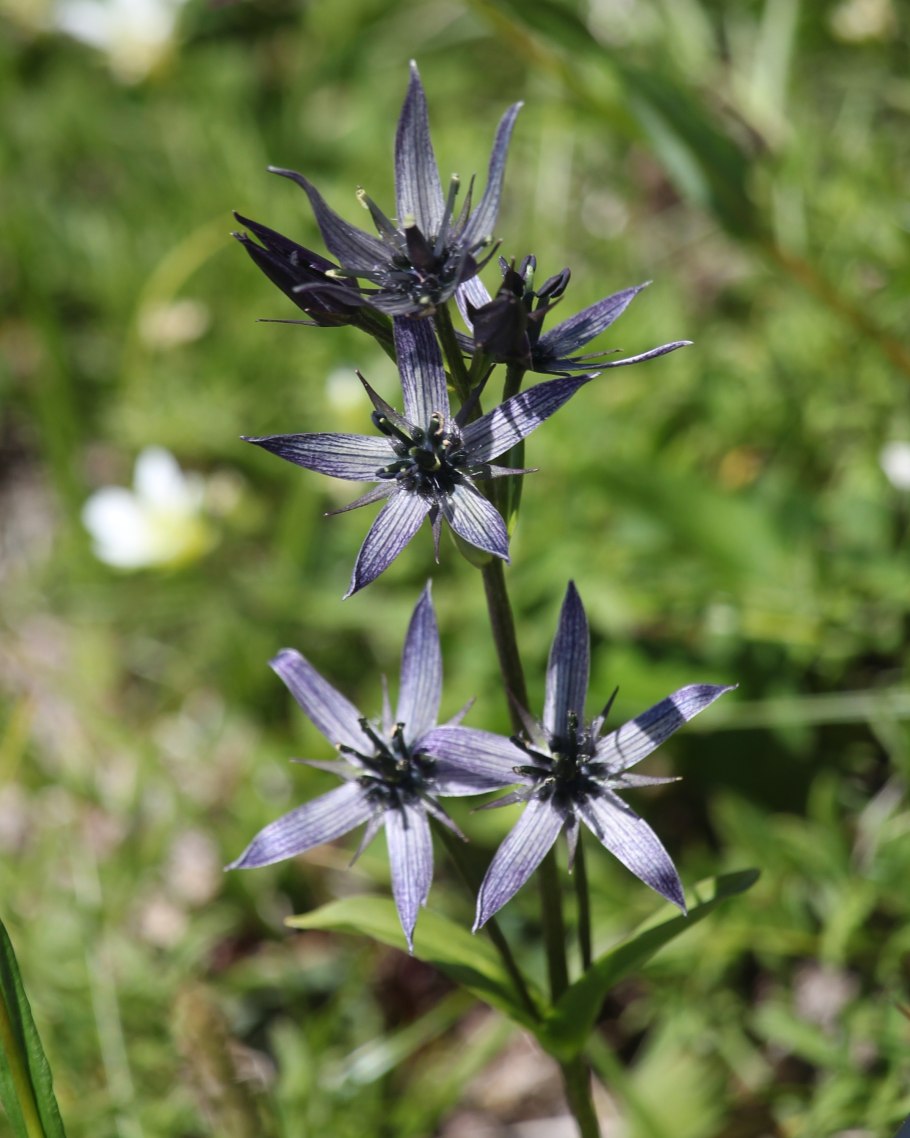 Байкальский заповедник Сверция Байкальская
