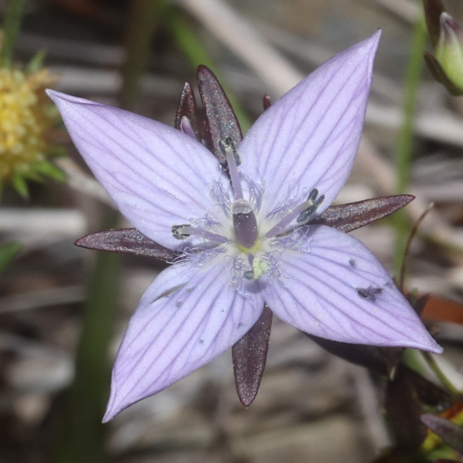 Сверция Байкальская