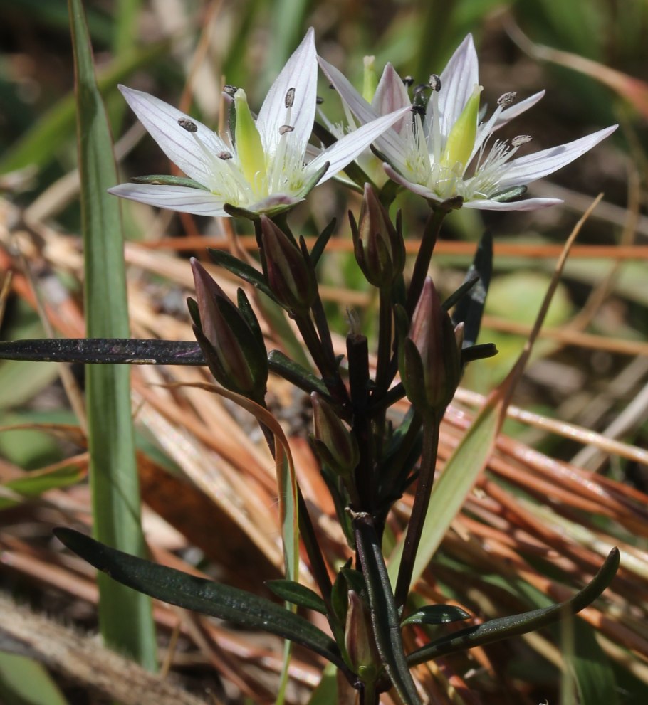 Сверция Байкальская