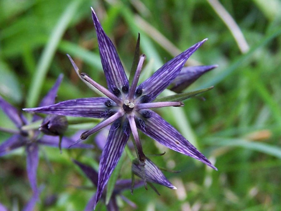 Сверция Чирата