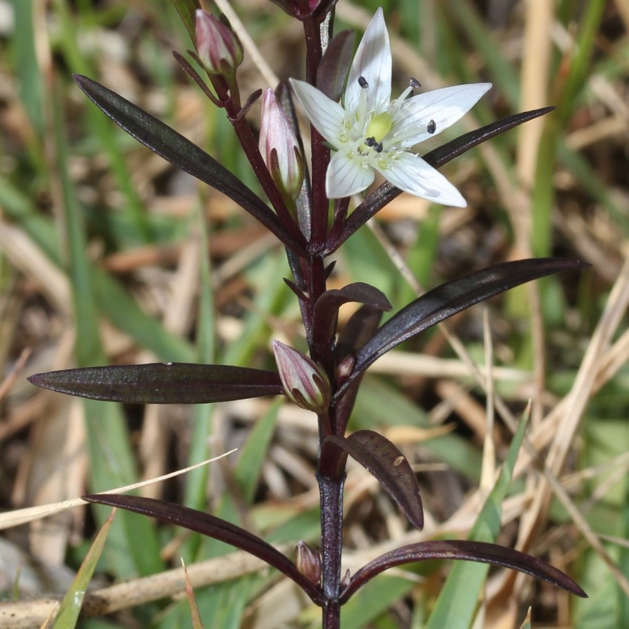 Сверция Кинга