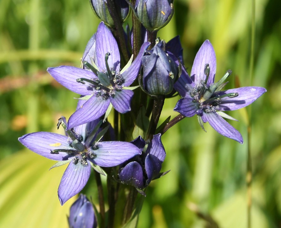 Баргузинский заповедник Сверция Байкальская