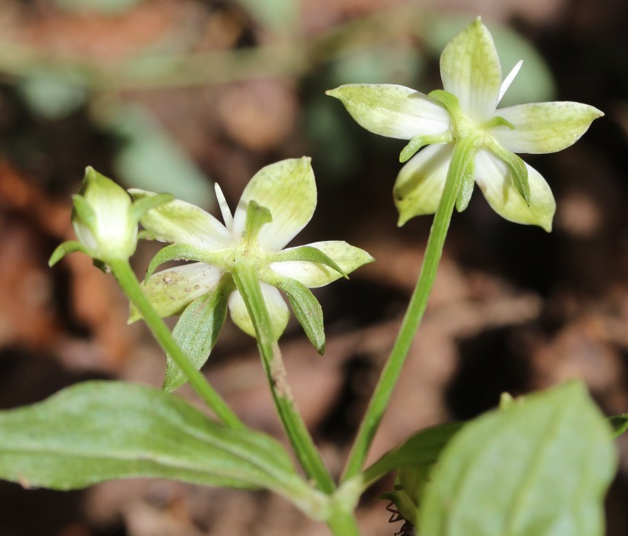 Седмичник европейский trientalis europaea