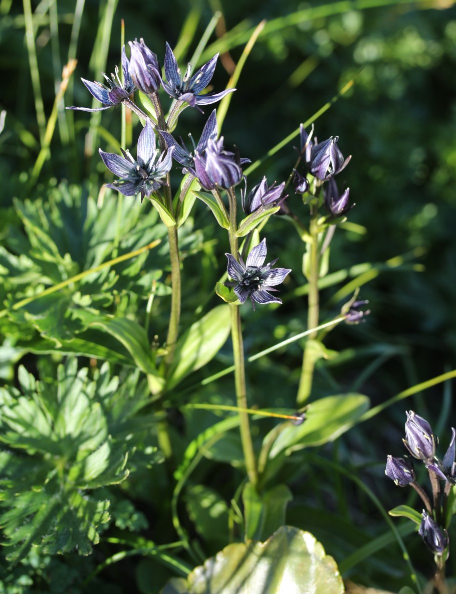Сверция Байкальская