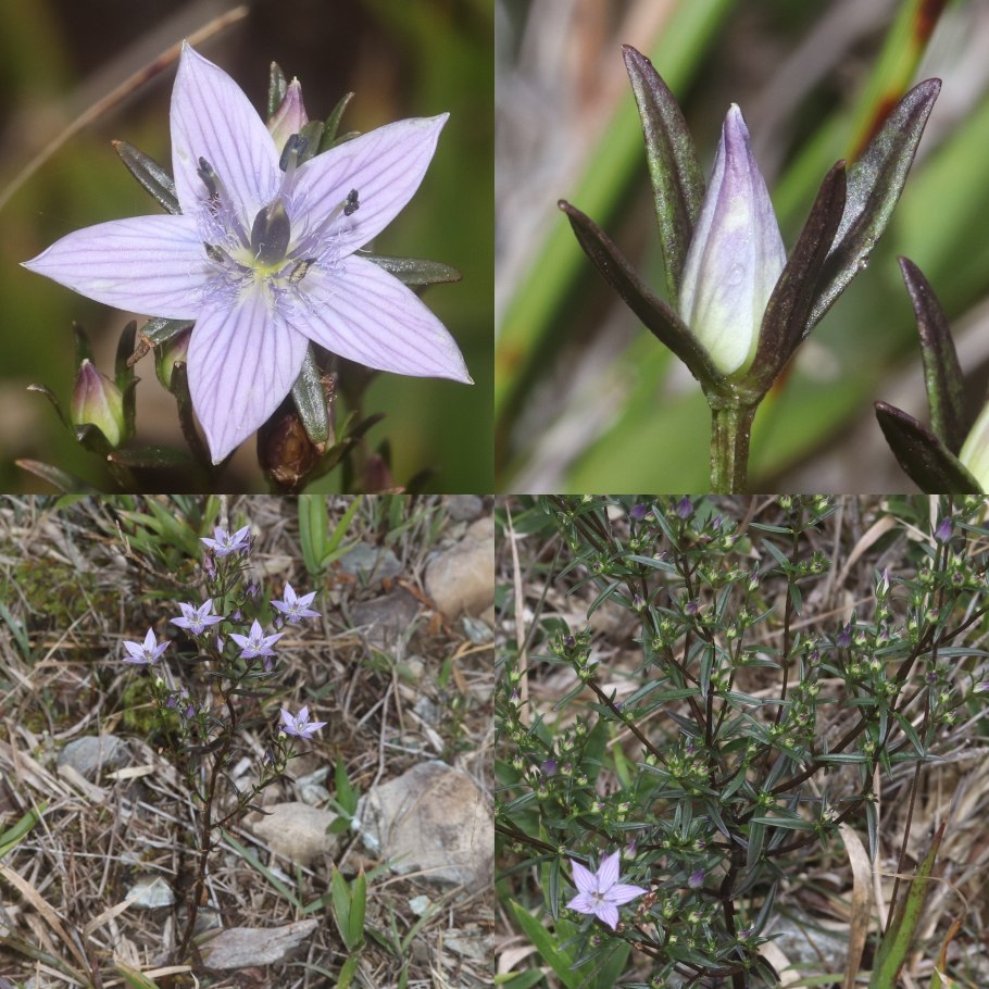 Сверция японская