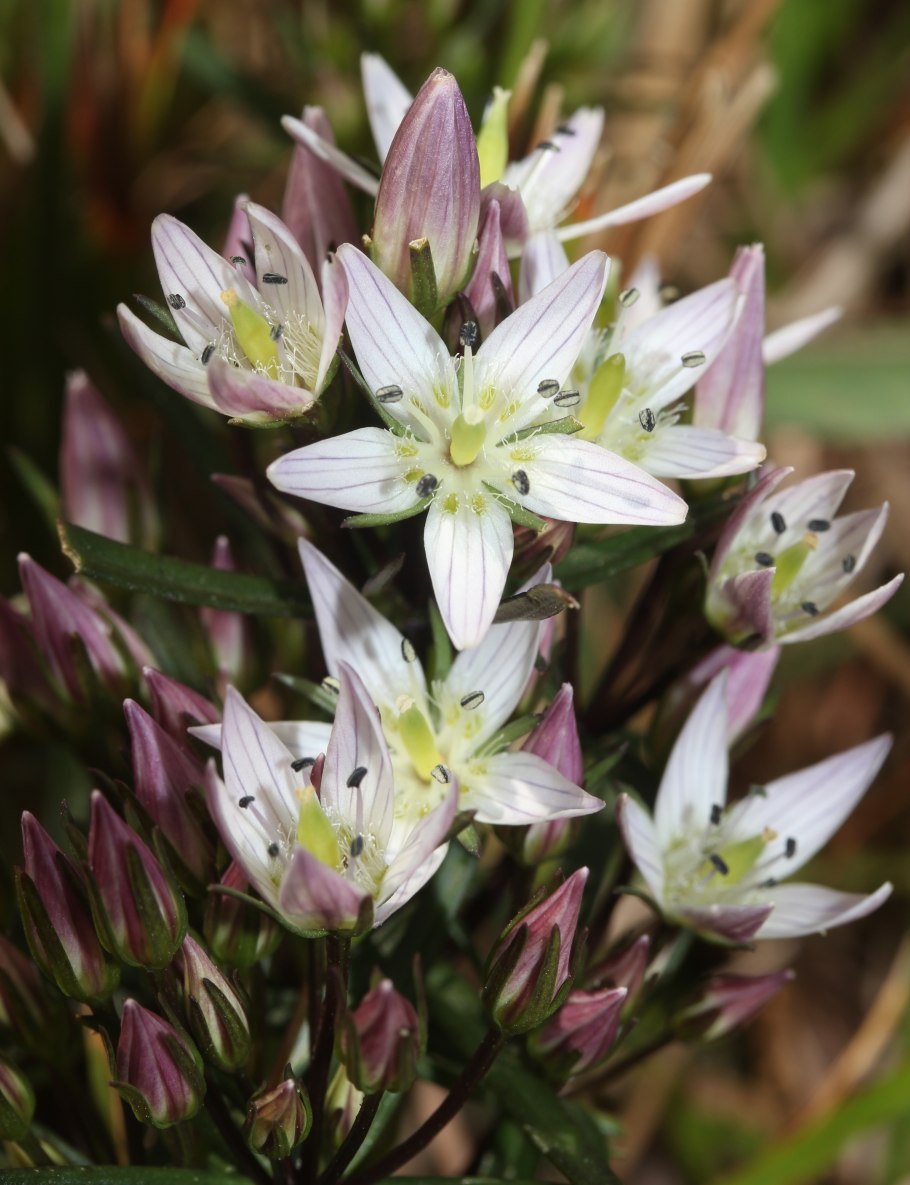 Gentiana calycosa